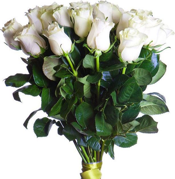 Белые розы Голландия Белые розы Голландия